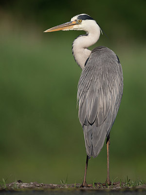 BUITEN BEELD Foto: 244259