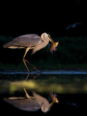 BUITEN BEELD Foto: 244261