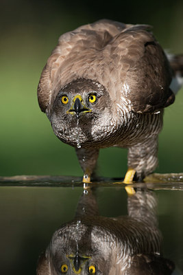 BUITEN BEELD Foto: 244297