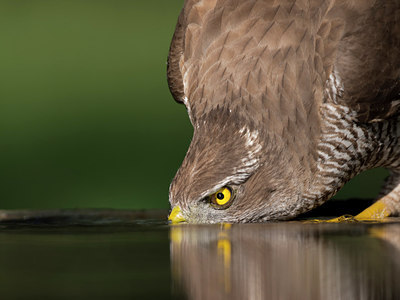 BUITEN BEELD Foto: 244299