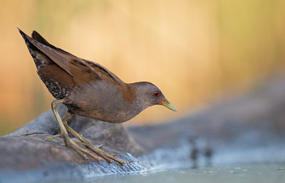 BUITEN BEELD Foto: 244313