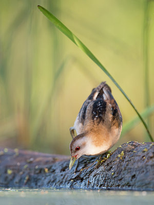 BUITEN BEELD Foto: 244314