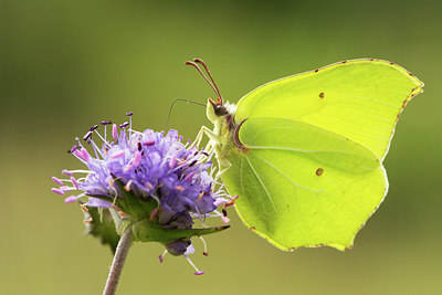 BUITEN BEELD Foto: 244338