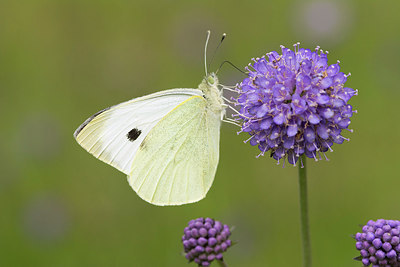 BUITEN BEELD Foto: 244339