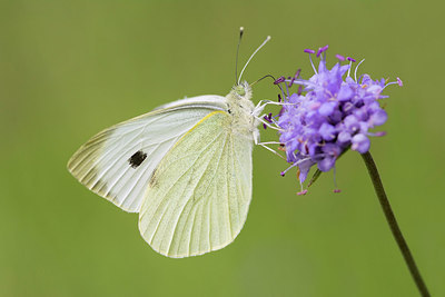 BUITEN BEELD Foto: 244340