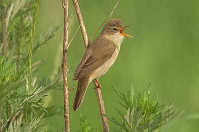 BUITEN BEELD Foto: 244408