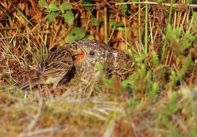 BUITEN BEELD Foto: 244457
