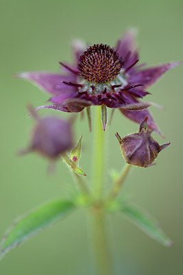 BUITEN BEELD Foto: 244460