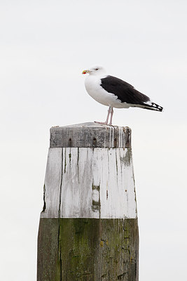 BUITEN BEELD Foto: 244490