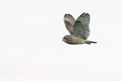 BUITEN BEELD Foto: 244505