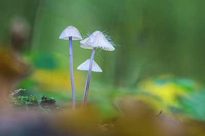 BUITEN BEELD Foto: 244524