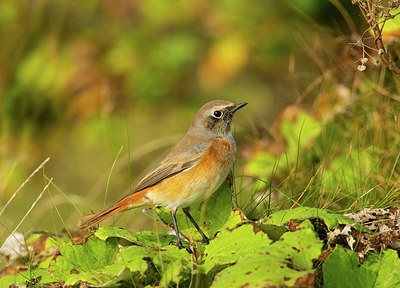 BUITEN BEELD Foto: 244537