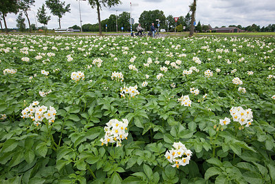 BUITEN BEELD Foto: 244553