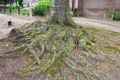 BUITEN BEELD Foto: 244554