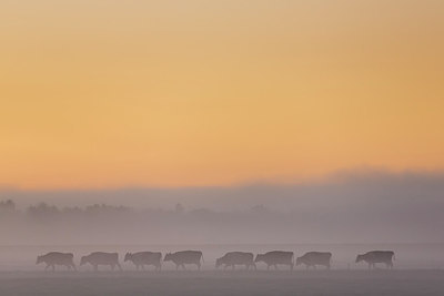 BUITEN BEELD Foto: 244556