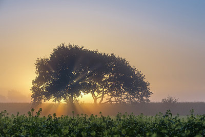 BUITEN BEELD Foto: 244558