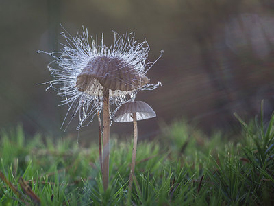BUITEN BEELD Foto: 244574