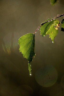 BUITEN BEELD Foto: 244596