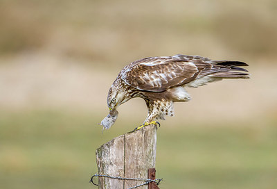 BUITEN BEELD Foto: 244599