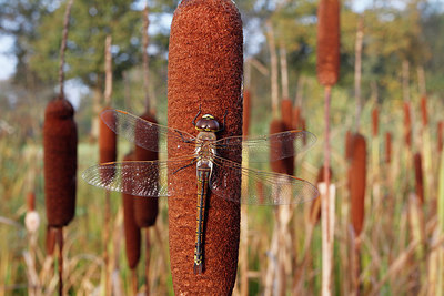 BUITEN BEELD Foto: 244602