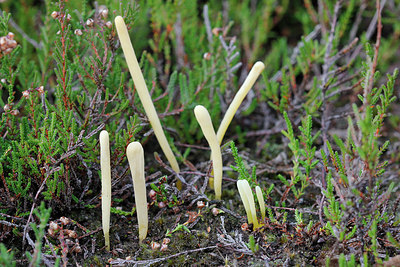 BUITEN BEELD Foto: 244606