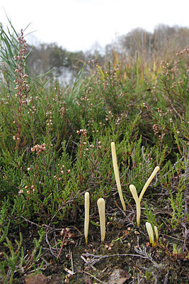 BUITEN BEELD Foto: 244607