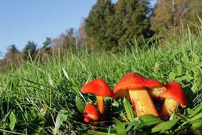 BUITEN BEELD Foto: 244611