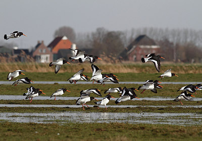 BUITEN BEELD Foto: 244615