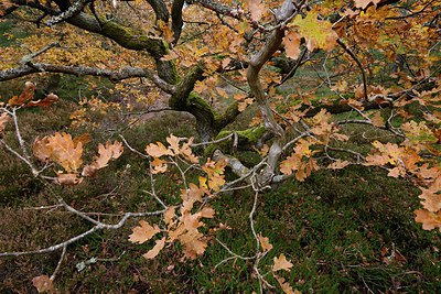 BUITEN BEELD Foto: 244640