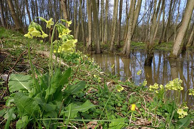 BUITEN BEELD Foto: 244644