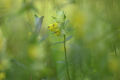 BUITEN BEELD Foto: 244649