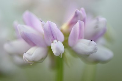 BUITEN BEELD Foto: 244652