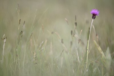 BUITEN BEELD Foto: 244655