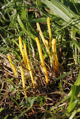 BUITEN BEELD Foto: 244678
