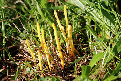 BUITEN BEELD Foto: 244679