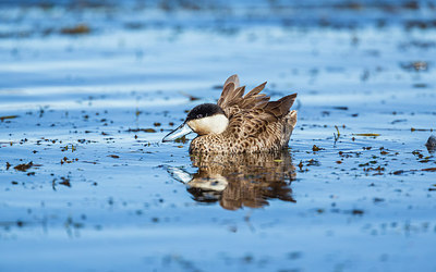 BUITEN BEELD Foto: 244690