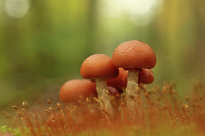 BUITEN BEELD Foto: 244739