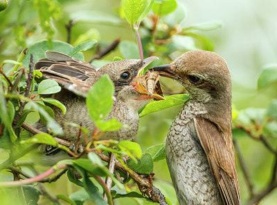 BUITEN BEELD Foto: 244779