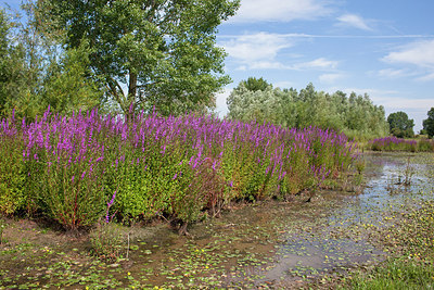 BUITEN BEELD Foto: 244824