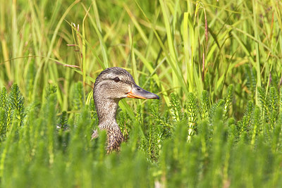BUITEN BEELD Foto: 244829