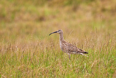 BUITEN BEELD Foto: 244835
