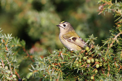 BUITEN BEELD Foto: 244846