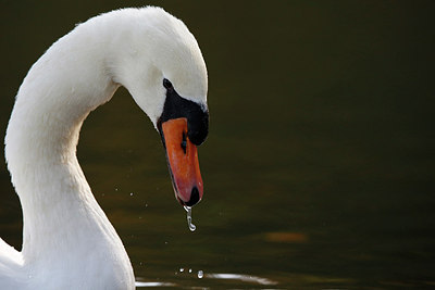 BUITEN BEELD Foto: 244852