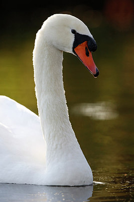 BUITEN BEELD Foto: 244854