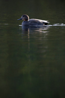 BUITEN BEELD Foto: 244857