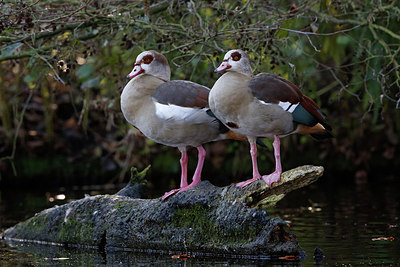 BUITEN BEELD Foto: 244859