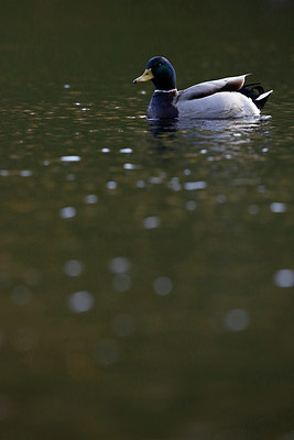 BUITEN BEELD Foto: 244861