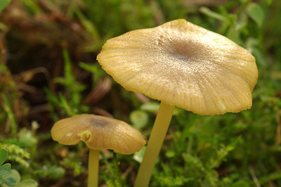BUITEN BEELD Foto: 244996