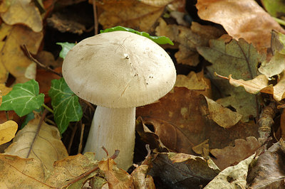 BUITEN BEELD Foto: 245018