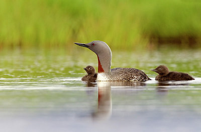 BUITEN BEELD Foto: 245070